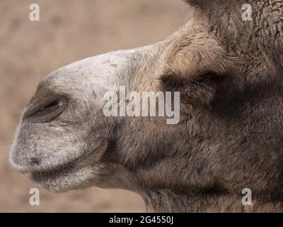 Porträt eines anmutigen, zweibändigen Kamels, das im Schatten ruht Stockfoto