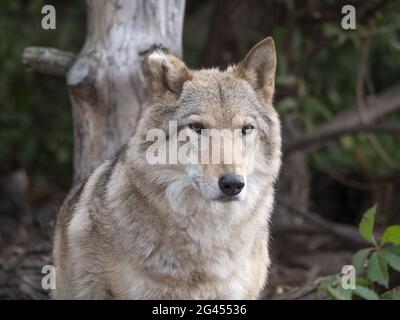 Grauer Wolf Canis lupus Portrait - Gefangenes Tier Stockfoto
