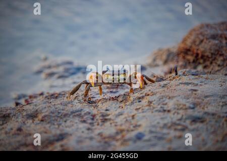 Wunderschöne Nähe einer einzigen roten Krabbe, die an einem Sandstrand spazieren ging Stockfoto