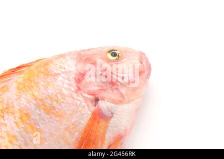 Red Tilapia auf weißem Hintergrund Stockfoto