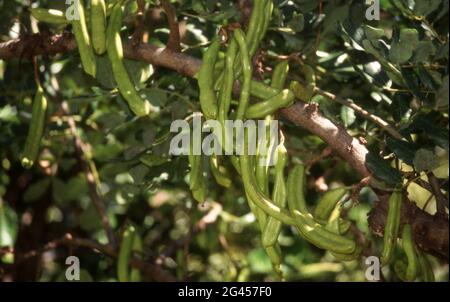 Essbare Hülsen reifen auf dem Johannisbrotbaum (Ceratonia siliqua). Stockfoto