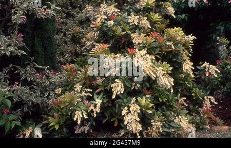 BLÜHENDE PIERIS JAPONICA, AUCH BEKANNT ALS JAPANISCHE ANDROMEDA, LILY OF THE VALLEY ODER JAPANISCHE PIERIS. NEW SOUTH WALES, AUSTRALIEN. Stockfoto