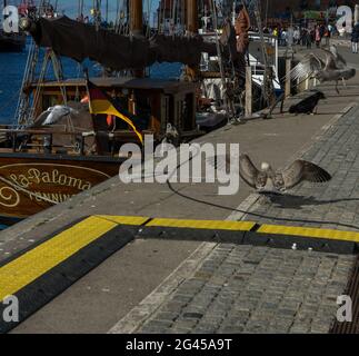 Landemöwe im Hafen der deutschen Stadt Wismar Stockfoto