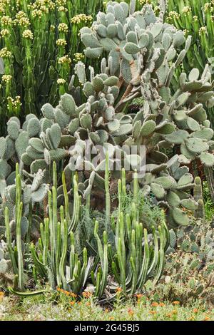 Riesige Kakteen, die in einem botanischen Garten auf freiem Raum wachsen. Stockfoto