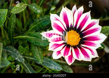 Eine wunderschöne violett-weiße und gelbe Gazania-Rigens-Blume (Schatzblume) auf der Terrasse. Auch bekannt als Gazania Big Kiss White Flame. Stockfoto