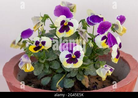 Eine Pflanze voll mit schönen lila weißen und gelben Garten-Stiefmütterchen (Viola tricolor) Blumen auf Terrasse Garten. Stockfoto