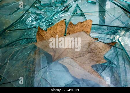 Altes zerbrochenes Glas und getrocknete Blätter Stockfoto