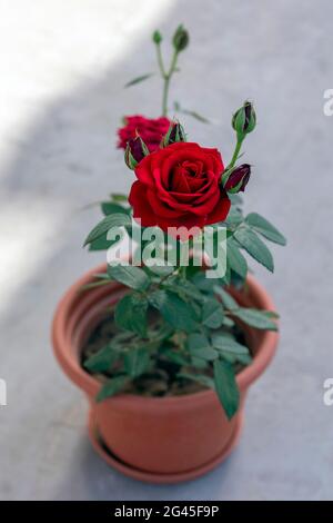 Schöne rote Gartenrosenblume Pflanze auf Terrasse Garten Stockfoto
