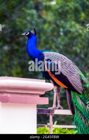 Ein wunderschöner indischer Pfau, der auf der Gartengeländer auf der Terrasse sitzt Stockfoto