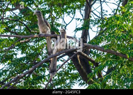 Ein Paar indische Grauhornvögel auf einem Baumzweig Stockfoto