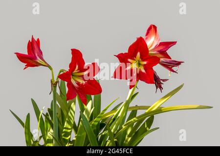 Wunderschöne Amaryllis Lily Blumen auf der Terrasse Garten Stockfoto
