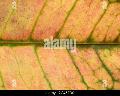 Nahaufnahme der Herbstblatt-Textur als Hintergrund Stockfoto