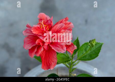 Wunderschöne rote Hibiskusblüte (rosa sinensis) auf der Terrasse Stockfoto