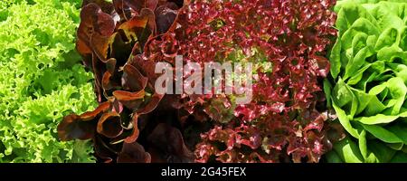 Gemischter frischer Salat mit Hintergrund, Lactuca sativa capitata, Lactus sativa crispa, Lollo Rosso und Lollo Bionda Stockfoto