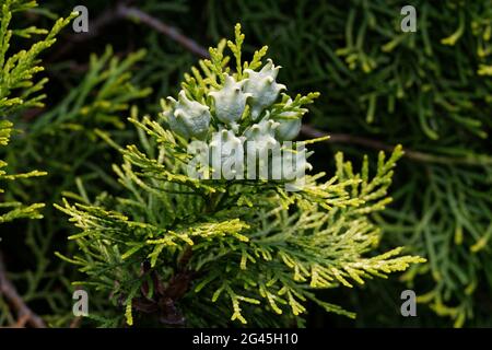 Platycladus orientalis, unreife Samenkegel einer orientalischen Thuja Stockfoto