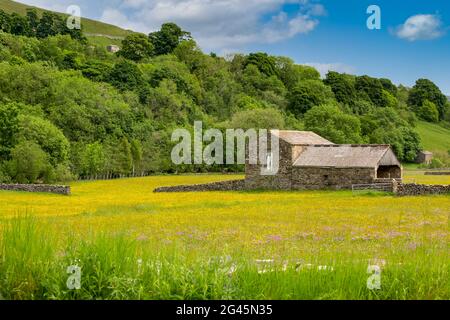 Muker Heuwiesen im Sommer mit gelben Butterblumen und bunten Wildblumen, traditionellen Kuhhäusern oder Steinhütten. Swaledale, Yorkshire Dales, Großbritannien. Stockfoto