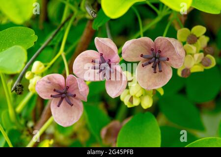 Akebia quinata Schokoladenblüte Stockfoto