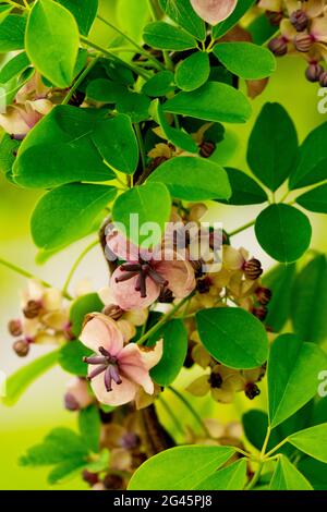 Akebia quinata, fünfblättrige Schokoladenvine Stockfoto