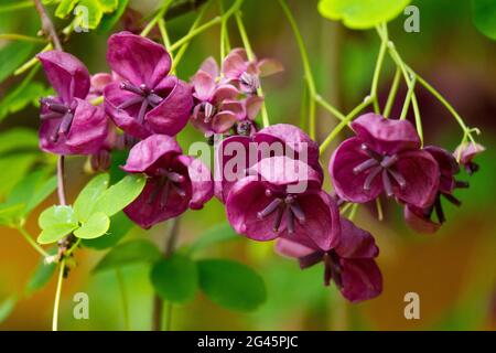 Akebia quinata Schokolade Rebe Schokolade Rebe Blume Stockfoto