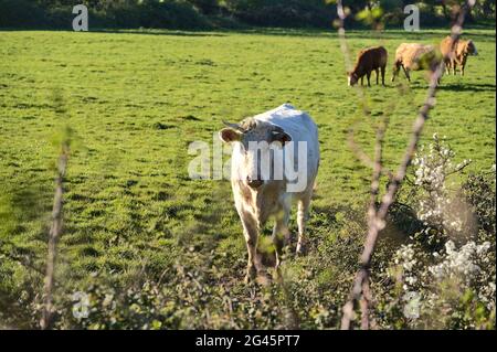 Schöne helle Ansicht einer einzigen weißen Kuh in einer Herde von braunen Kühen, die friedlich auf einem lokalen Bauernhof in der Nähe von Puck's Castle LN, Ballycorus, Co. Dublin Irelnad grasen Stockfoto