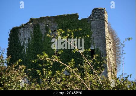 Nahaufnahme der geheimnisvollen Ruinen von Puck's Castle, bedeckt mit Efeu (Hedera Helix) in Rathmichael, südöstlich von Dublin, Ballycorus, Co. Dublin Stockfoto