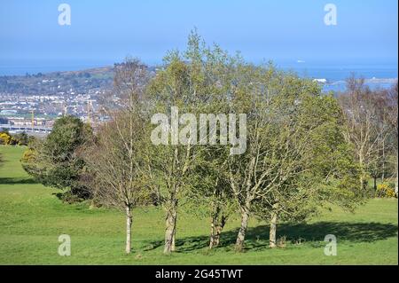 Schöne helle selektive Ansicht einer Gruppe verschiedener Bäume, die auf Frühlingswiesen mit Schatten wachsen, Ballycorus, Co. Dublin, Irland. Irische Landschaft. Stockfoto