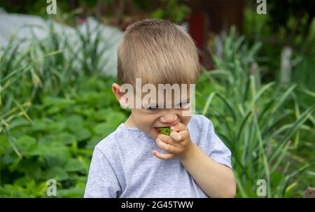 Junge, der köstliche Erdbeeren isst. Auf dem Bauernhof. Natur. Selektiver Fokus. Stockfoto