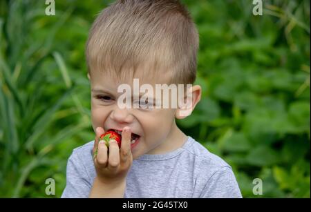 Junge, der köstliche Erdbeeren isst. Auf dem Bauernhof. Natur. Selektiver Fokus. Stockfoto