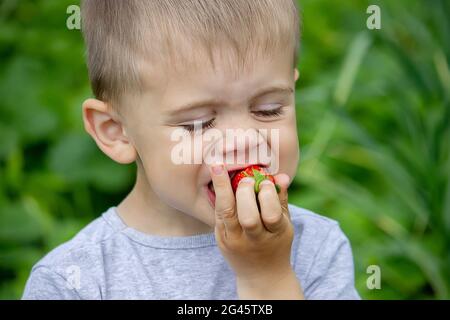 Junge, der köstliche Erdbeeren isst. Auf dem Bauernhof. Natur. Selektiver Fokus. Stockfoto