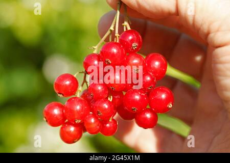 Rote Johannisbeeren. Ribes Rubrum. Stockfoto