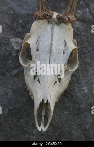 Schädel eines zweijährigen europäischen Rothirschs Capreolus capreolus Buck Stockfoto
