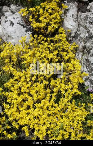 Beißende Mauerpfeffer Sedum acre Stockfoto