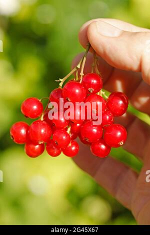 Rote Johannisbeeren. Ribes Rubrum. Stockfoto