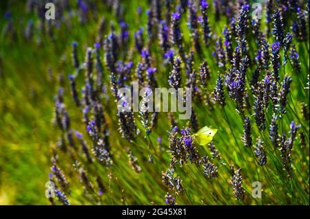 Motte in Lavendelfarm Stockfoto