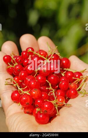 Rote Johannisbeeren. Ribes Rubrum. Stockfoto