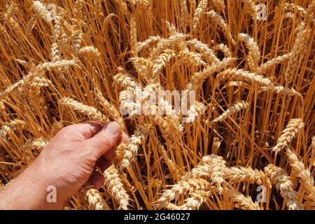 Weizen. Triticum. Stockfoto