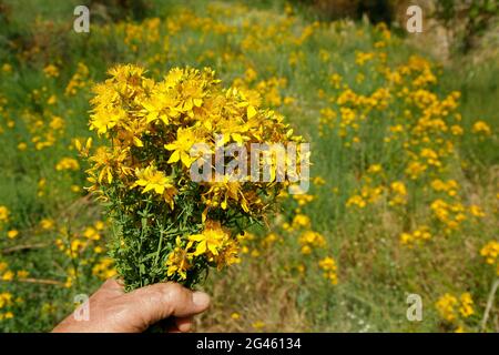 Johanniskraut. Hypericum perforatum. Stockfoto