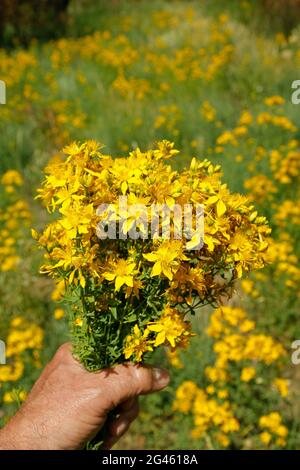 Johanniskraut. Hypericum perforatum. Stockfoto