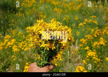 Johanniskraut. Hypericum perforatum. Stockfoto