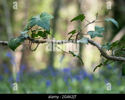 Ein winkliger, verwinkelte, biegsame Efeu-Zweig auf Waldboden im Erdgeschoss mit englischen Bokeh-Bokeh-Wäldern im Hintergrund Stockfoto