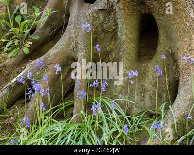 Englische Bluebells am Fuß alter knarriger Baumwurzeln an der Seite einer Bank Stockfoto