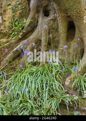 Englische Bluebells, die am Fuß alter knarriger Baumwurzeln an der Seite einer Bank kaskadieren Stockfoto