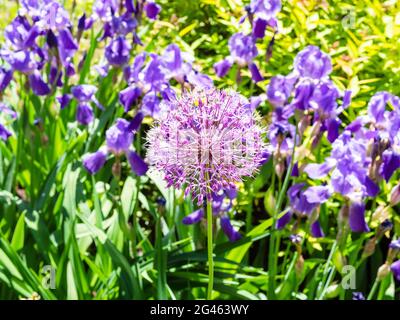 Violette Blüte von ornamentalen Allium-Pflanzen und violetten Iris im Blumenbeet auf dem Hintergrund am sonnigen Sommertag (Fokus auf die Allium-Blume im Vordergrund) Stockfoto