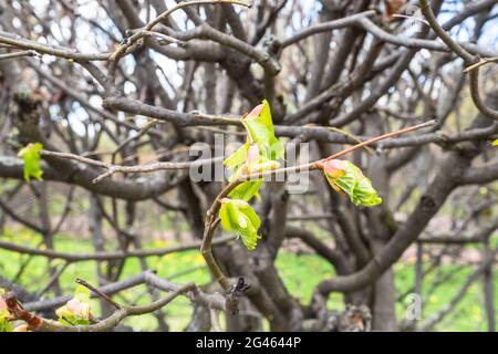 Erste grüne Blätter auf Ästen von Bäumen im Stadtpark im Frühjahr (Fokus auf die Blätter im Vordergrund) Stockfoto