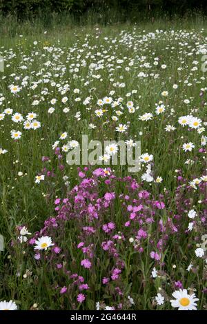 Einheimische Wildblumen in Großbritannien in voller Blüte in 400 qm rewilded Bereich. In großen Cotswold Garten nur 13 Monate nach dem Entfernen von Rasen und Streuung von Samen. Stockfoto