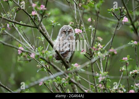 Waldkauz, Strix aluco, junger Vogel im Baum, Warwickshire, Mai 2021 Stockfoto