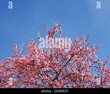 Frühling in Spanien, schöner Baum, ein Kirschbaum mit rosa Blumen mit einem strahlend blauen Himmel im Hintergrund, Kopierraum, Sakura-Saison Stockfoto