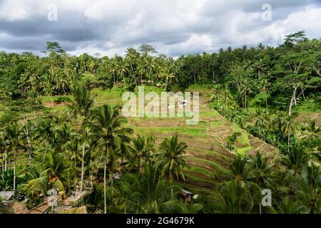 Reispaddies in Terrassen bei Ubud, Gianyar Regency, Bali, Indonesien Stockfoto