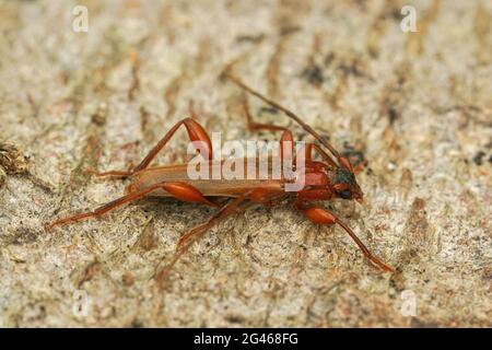 Makro von Phymatodes testaceus (Tanbellbohrer oder violetter Tanbellkäfer) auf einem Stück Holz Stockfoto