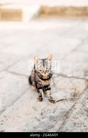 Katzen in der Altstadt von Budva, Kotor, Dubrovnik. Kroatien und Mo Stockfoto